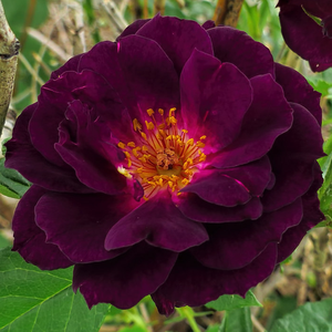 Vrtnice Floribunda - Roza - Wekfabpur - 